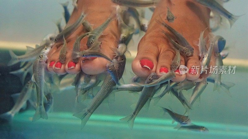 印度妇女将她的腿浸在鱼缸里，享受水疗或足部护理或皮肤护理治疗，鱼Rufa Garra，医生鱼，轻咬鱼和康加尔鱼。